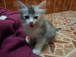 Mixed Persian Kitten - Persian + American Shorthair Cat