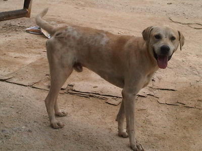 Napoleon - Mixed Breed Dog