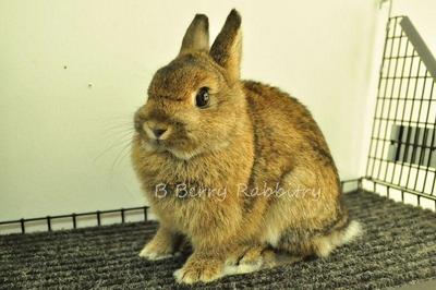 Netherland Dwarf - Chestnut 26 - Netherland Dwarf Rabbit