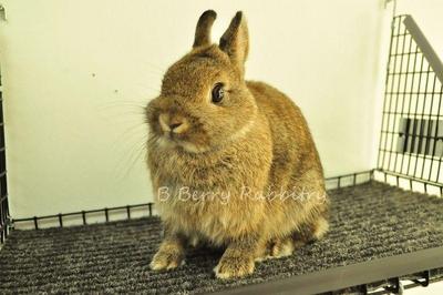 Netherland Dwarf - Chestnut 27 - Netherland Dwarf Rabbit