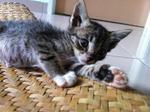 Kitties For Adoption - Domestic Short Hair Cat