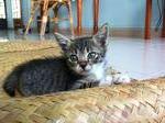 Kitties For Adoption - Domestic Short Hair Cat