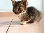 Kitties For Adoption - Domestic Short Hair Cat