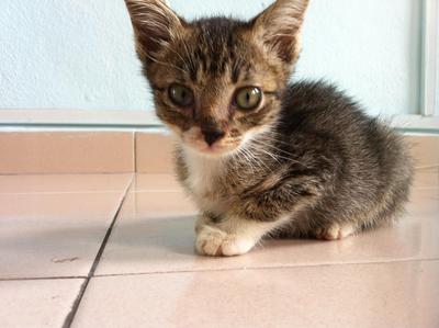 Kitties For Adoption - Domestic Short Hair Cat