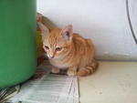 Adik - Tabby Cat