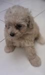 Miniature Poodle Puppy - Poodle Dog