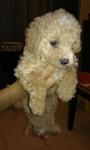 Miniature Poodle Puppy - Poodle Dog