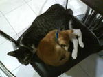 Sleep together on the chair...