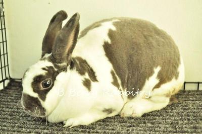 Mini Rex - Broken Blue 28 - Mini Rex Rabbit