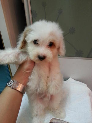 White Tiny Toy Poodle Rm750 - Poodle Dog
