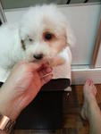 White Tiny Toy Poodle Rm750 - Poodle Dog