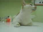 Georgy (佐助) - Domestic Short Hair Cat