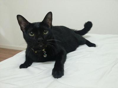 Xiao Hei (Aka Xx) - Domestic Short Hair Cat