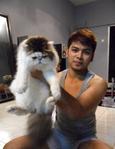 Male &amp; Female Pure Persian With Cfa - Persian Cat