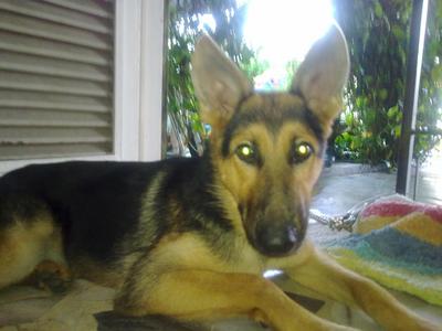 German Shepherd For Sale - German Shepherd Dog Dog