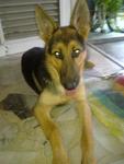 German Shepherd For Sale - German Shepherd Dog Dog