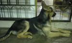 German Shepherd For Sale - German Shepherd Dog Dog