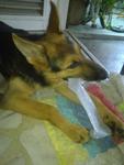 German Shepherd For Sale - German Shepherd Dog Dog