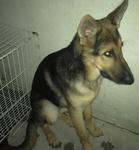 German Shepherd For Sale - German Shepherd Dog Dog