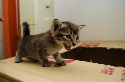 *no Name* - Domestic Medium Hair Cat