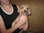 Handsome - Shih Tzu + Poodle Dog