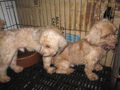 Handsome - Shih Tzu + Poodle Dog