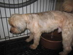 Handsome - Shih Tzu + Poodle Dog