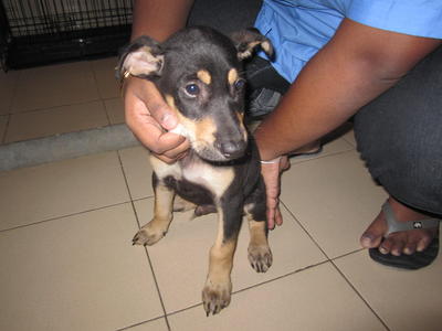 Bear Bear - Miniature Pinscher Mix Dog