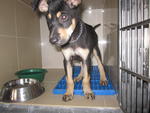 Bear Bear - Miniature Pinscher Mix Dog