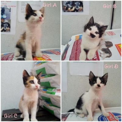 4 Kittens For Adoption - Domestic Short Hair Cat