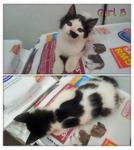 4 Kittens For Adoption - Domestic Short Hair Cat