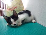 4 Kittens For Adoption - Domestic Short Hair Cat