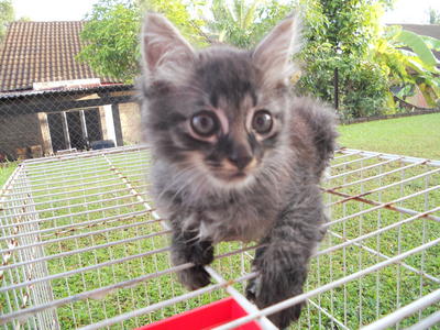 Siamese &amp; Grey/strippy - Siamese Cat