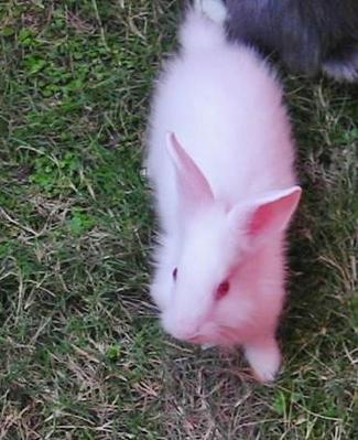 Snow - Lionhead + Angora Rabbit Rabbit