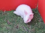 Snow - Lionhead + Angora Rabbit Rabbit