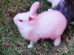 Snow - Lionhead + Angora Rabbit Rabbit