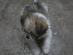 PF36995 - Shih Tzu Dog