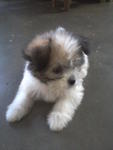 PF36995 - Shih Tzu Dog