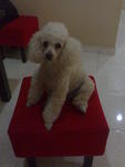 Miko - Poodle Dog