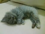 Eiyuu - Persian Cat