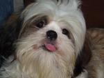 Kitty  - Shih Tzu Dog