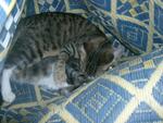 Cheeta N Tigger  - Domestic Short Hair + Bengal Cat