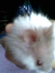 Chity - Short Dwarf Hamster Hamster