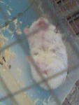 Chity - Short Dwarf Hamster Hamster