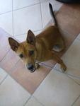 Guana - Mixed Breed Dog