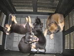 3 puppies wake up and one still in its sweet dream...