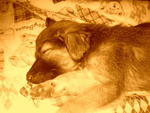 Sleeping in sepia