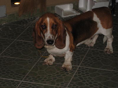 Found - Basset Hound Dog