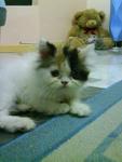 Yuumi - Persian Cat