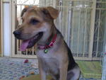 Bali - Spitz Mix Dog